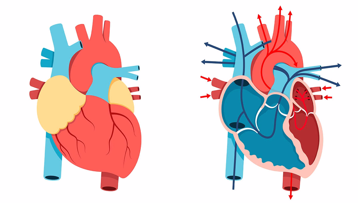 Vector,Illustration,,Human,Heart,And,Blood,Flow,Of,Human,Heart