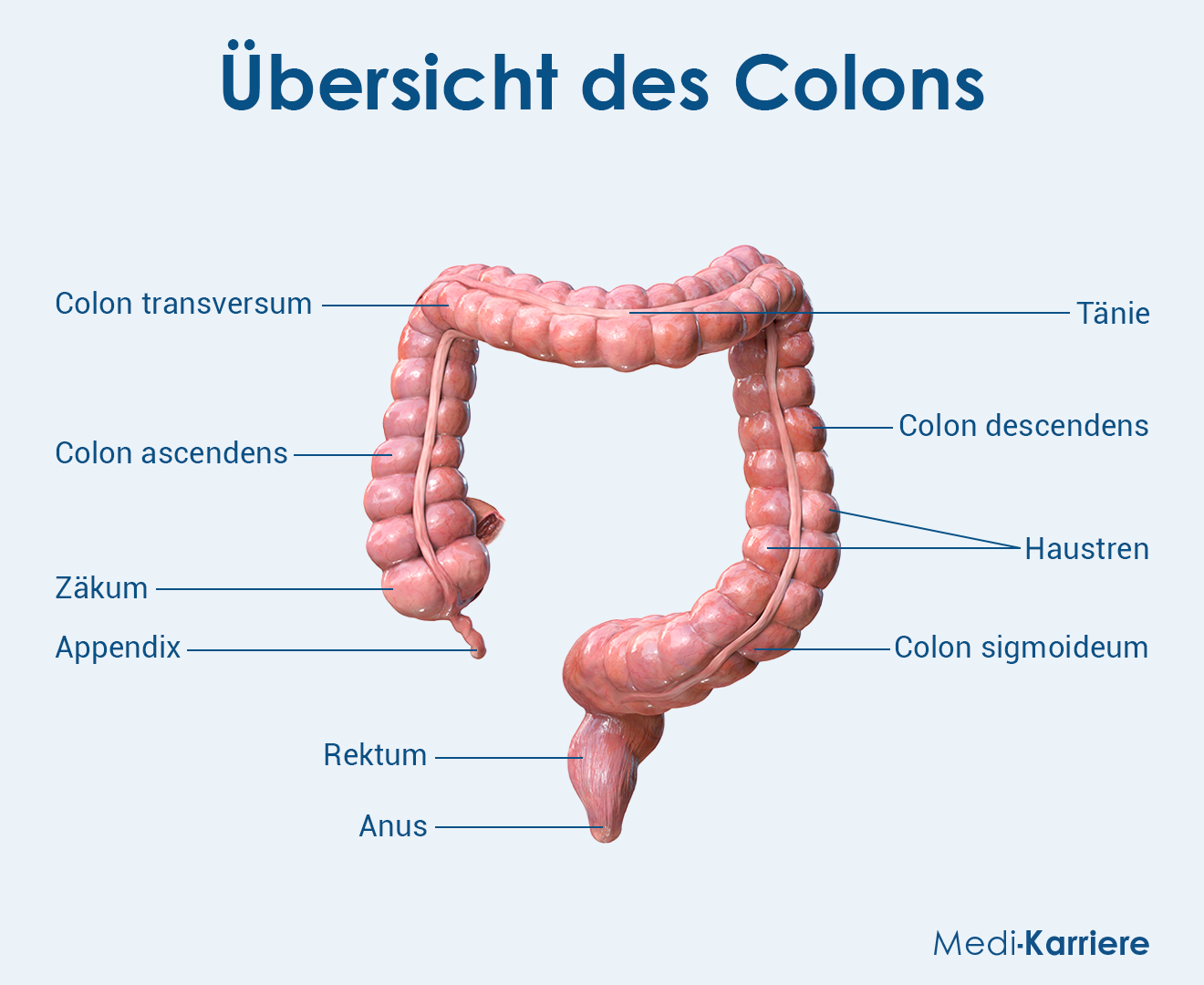 Tänien Grafik