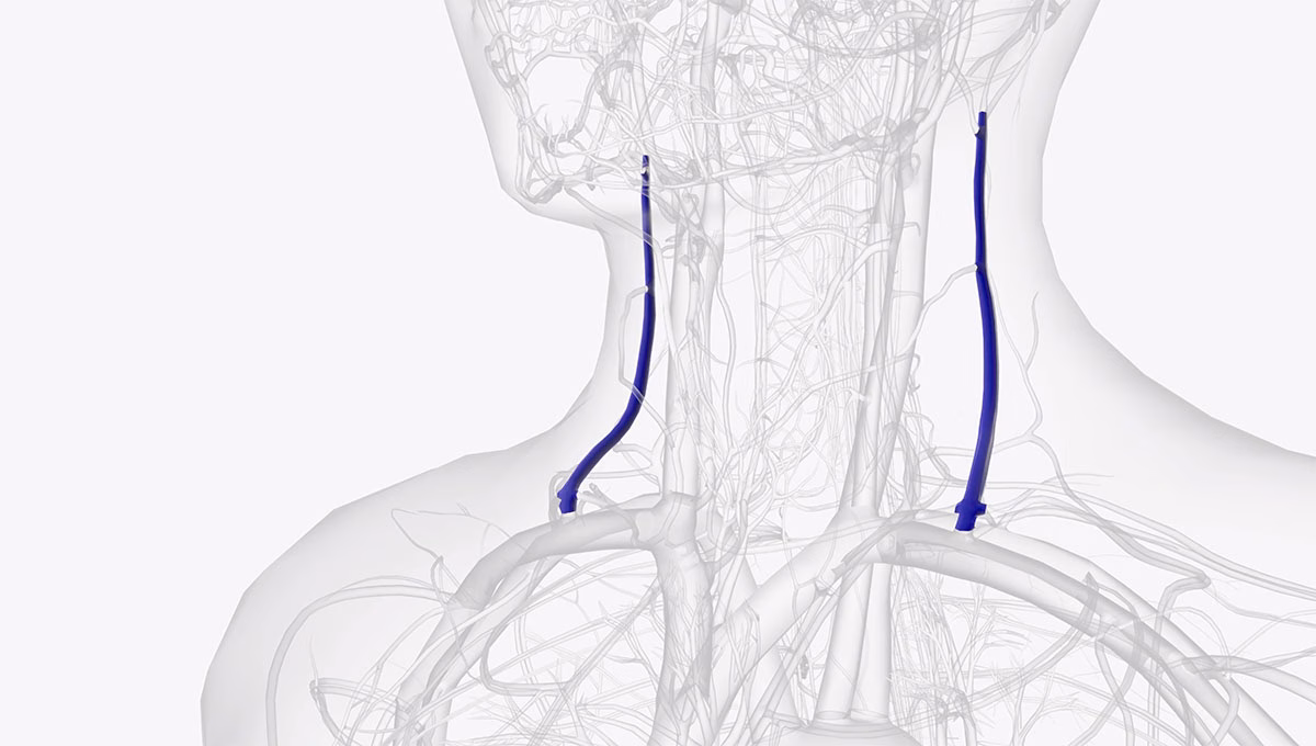Vena jugularis externa