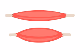 Red,Tense,And,Relax,Muscle,,Fiber,Part,Body,Human.,Skeletal