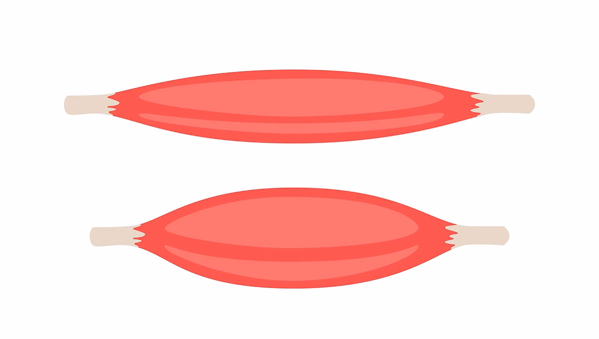Red,Tense,And,Relax,Muscle,,Fiber,Part,Body,Human.,Skeletal