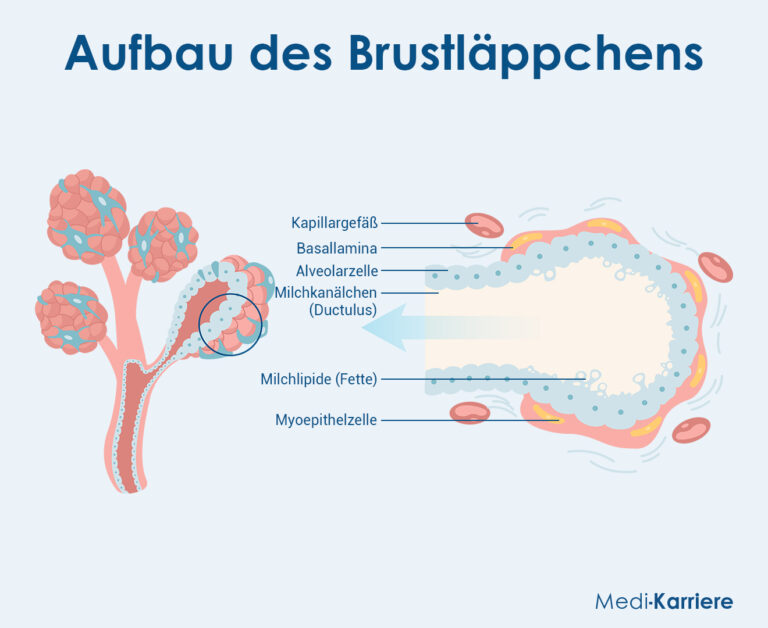 Laktation Physiologie Und Klinik