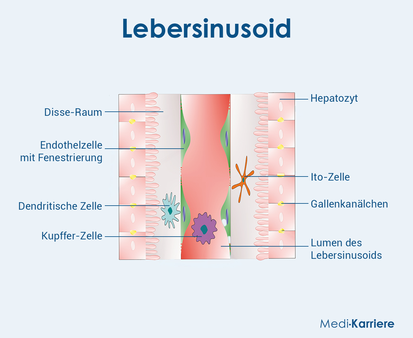 Lebersinusoid Grafik