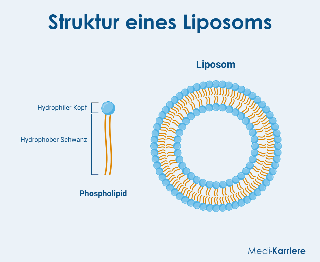 Lipide Grafik