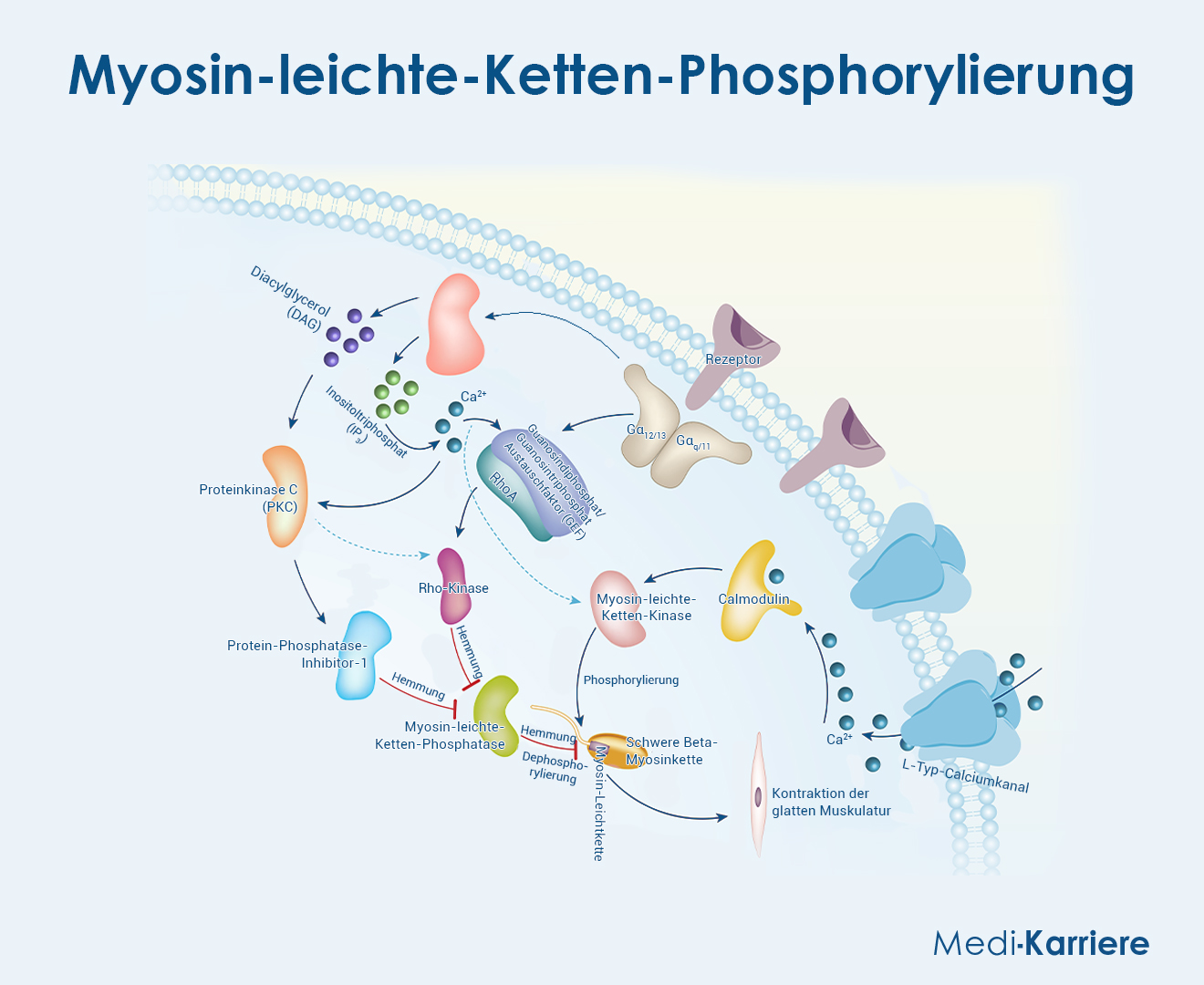 Muskeltonus Grafik 2