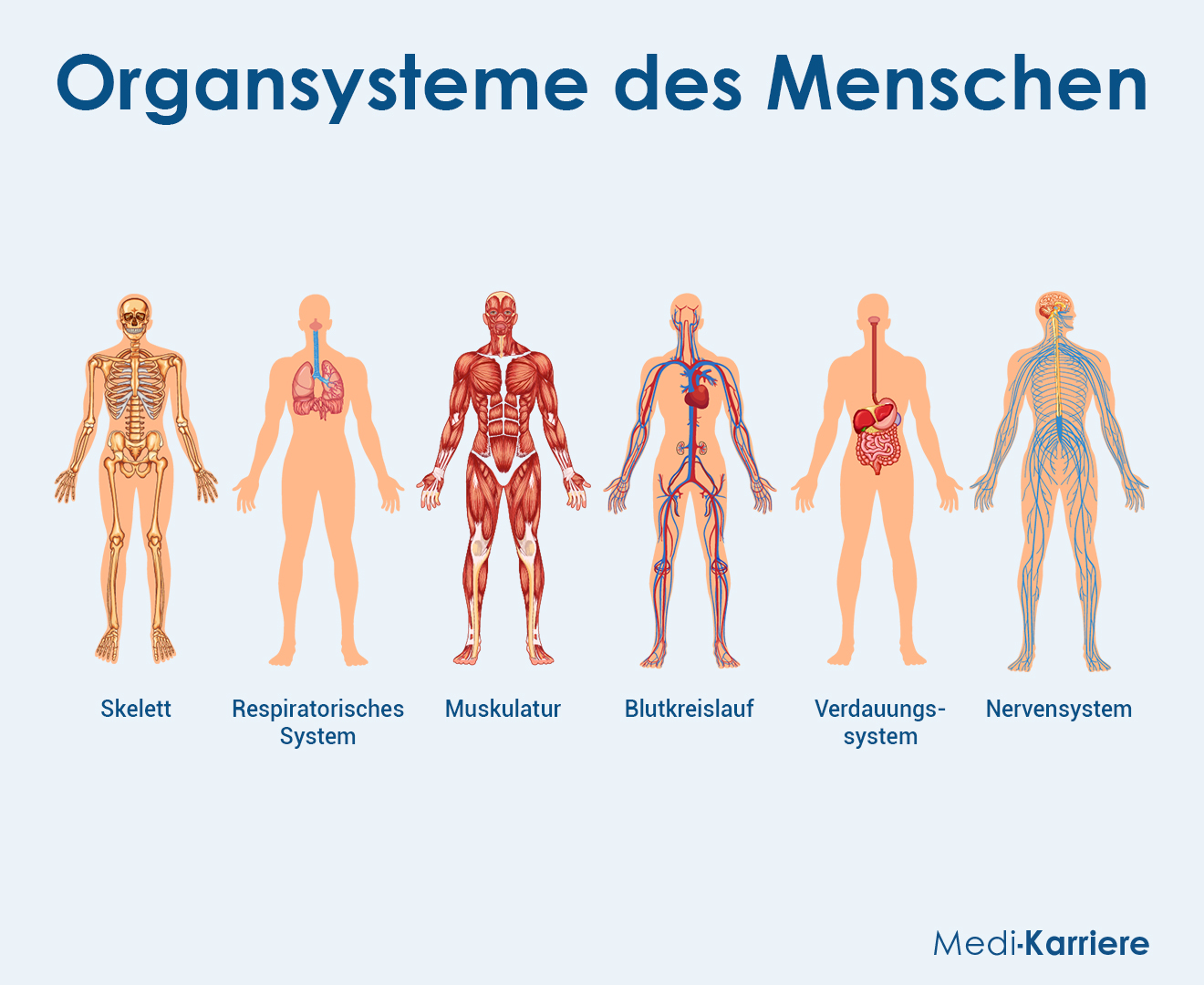 Physiologie Grafik