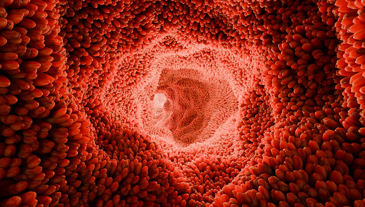 Intestinal,Villi.red,Microvilli,In,A,Intestinal,Tract.,Close Up,,Microbiology,,Anatomy,