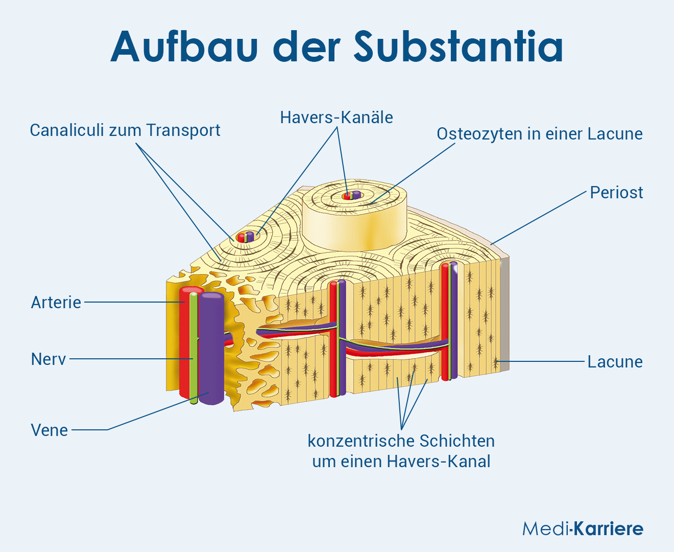 Substantia Compacta Grafik