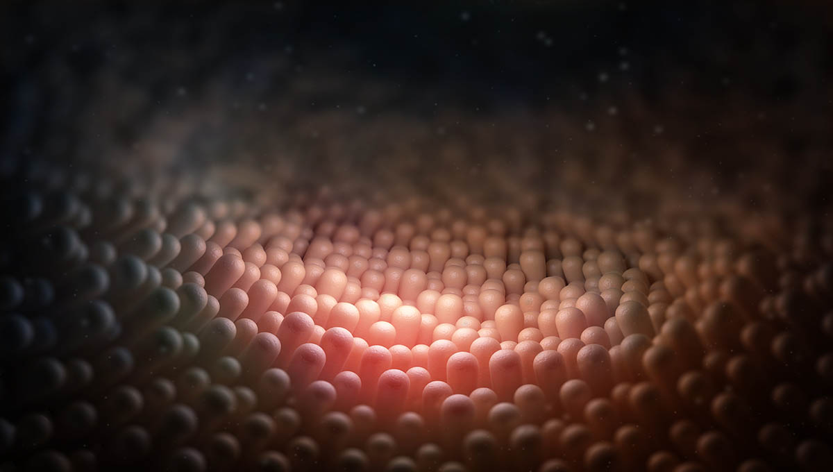 Human,Intestines,,Mucous,Membrane,,Intestinal,Villi,Under,A,Microscope,3d