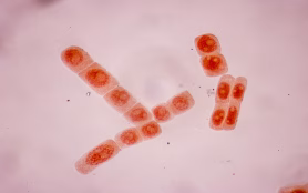 Cell,Division,And,Cell,Cycle,In,Plant,Under,The,Microscope