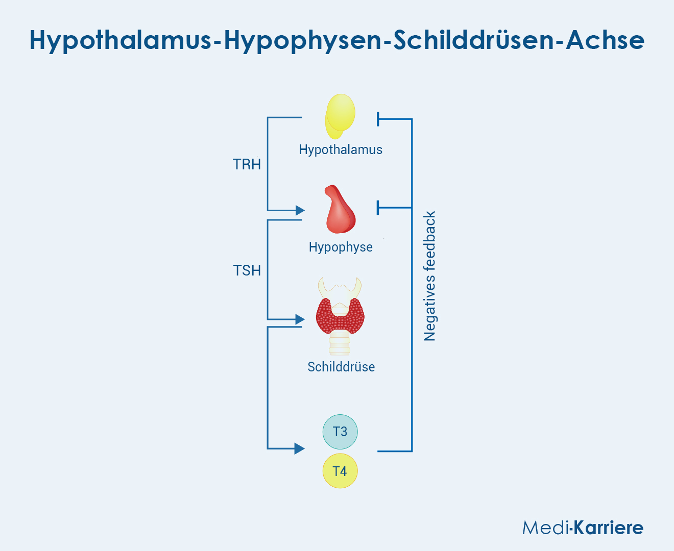 Hypothalamus Hypophysen Achse 1 Grafik