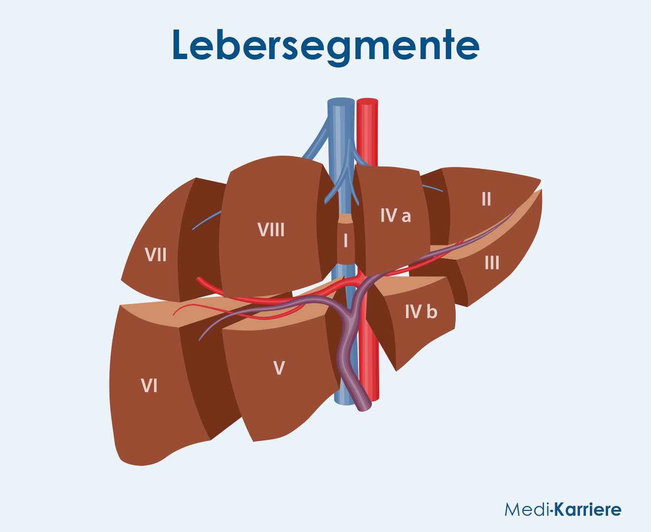 Leberlappen Grafik 1