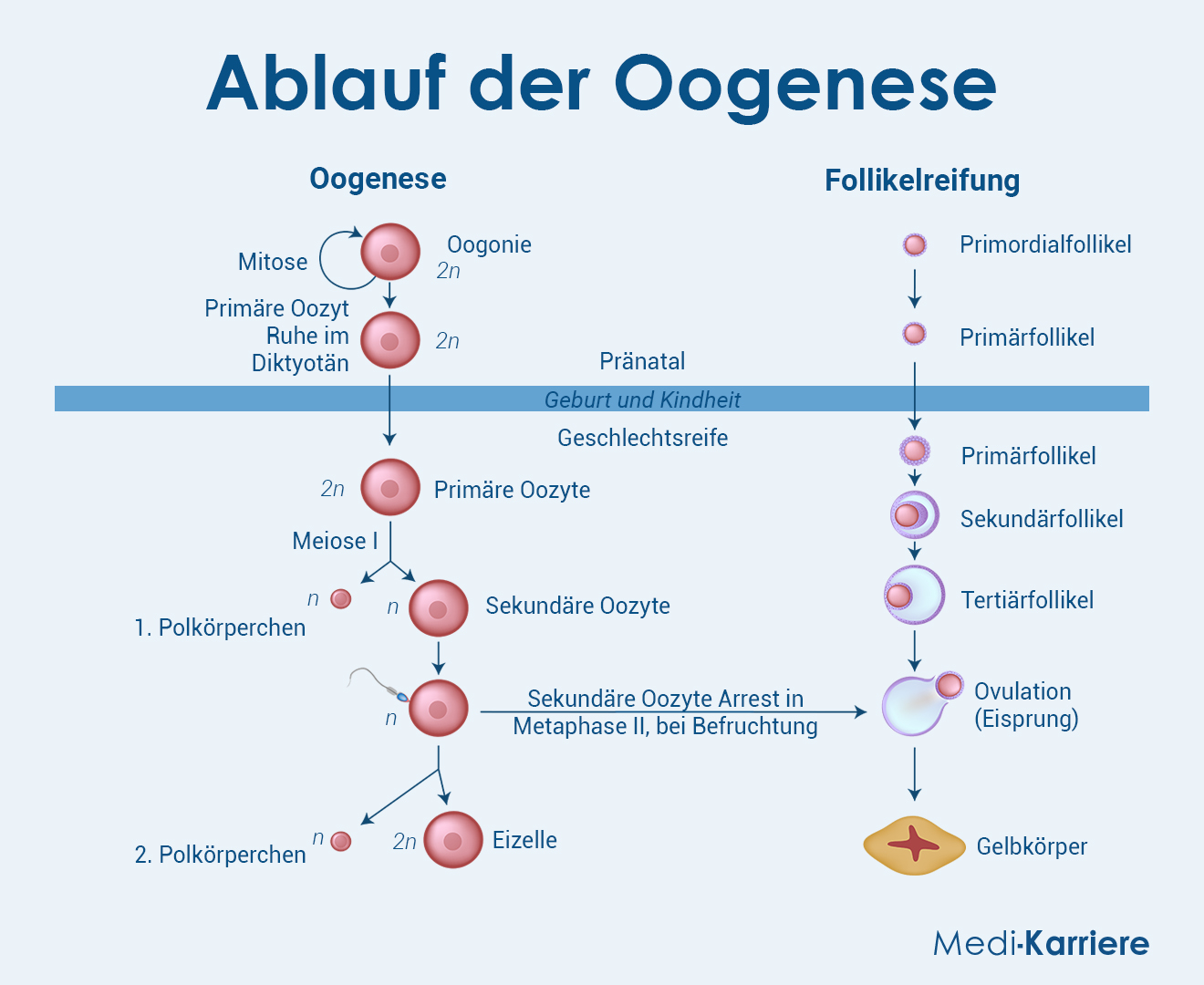 Oogenese Grafik