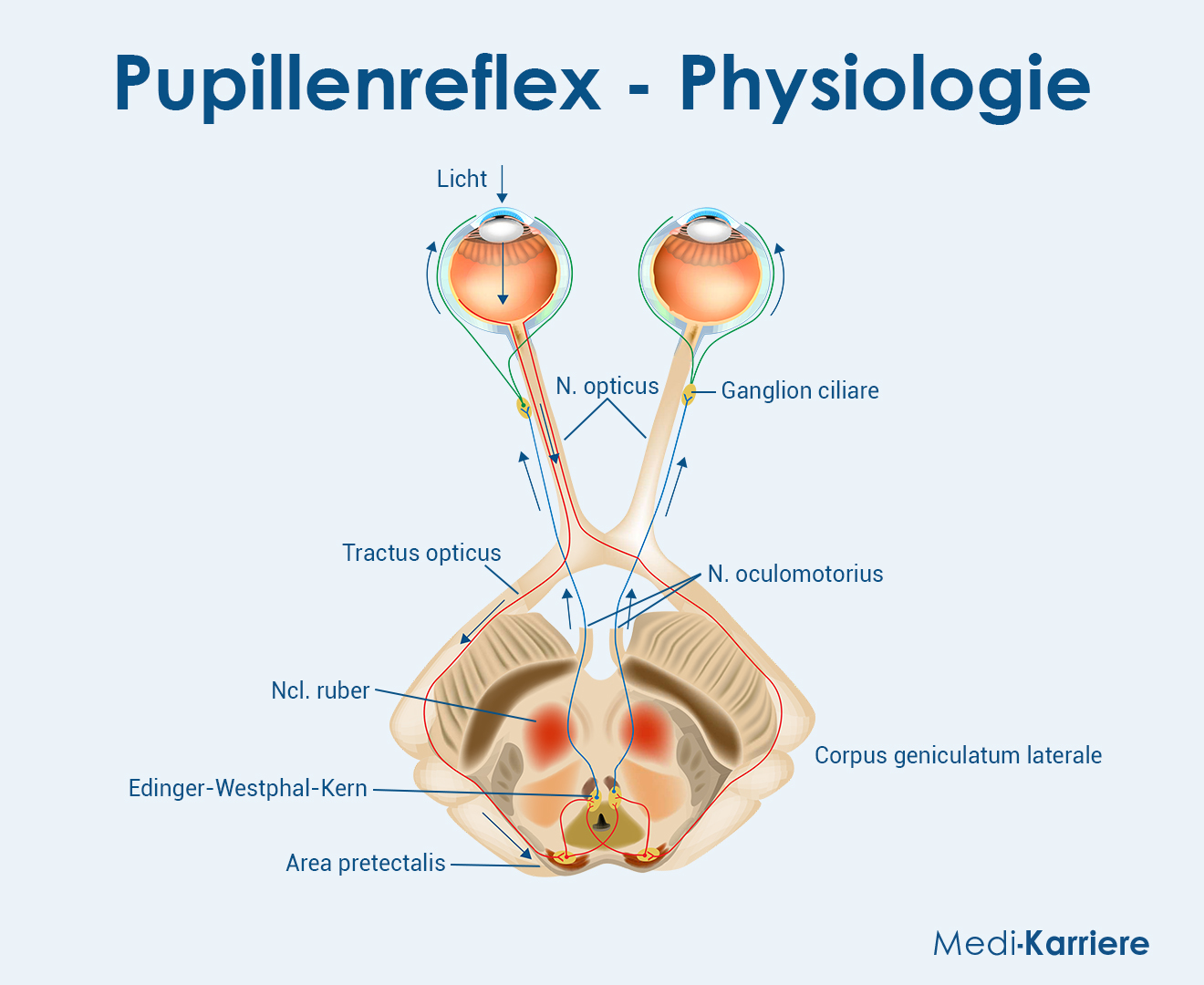 Pupillenreflex Grafik
