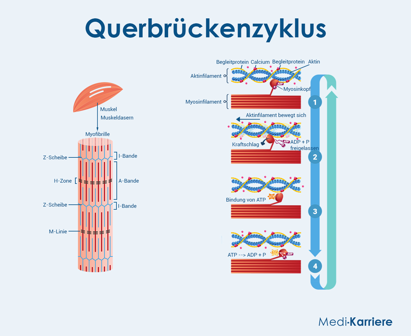 QuerbrÃ¼ckenzyklus Grafik