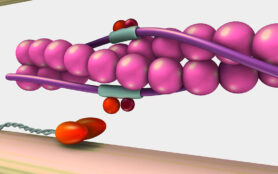 Muscle,Contraction,3d,Illustration