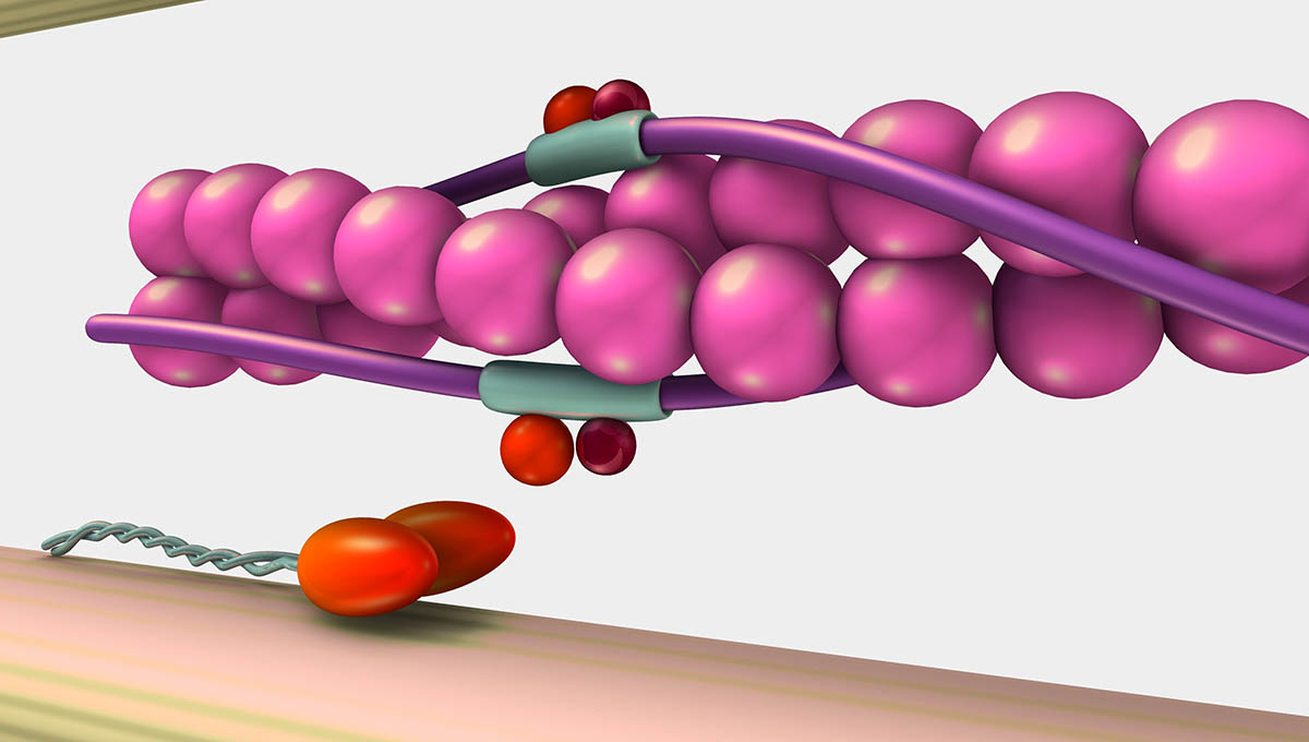 Muscle,Contraction,3d,Illustration