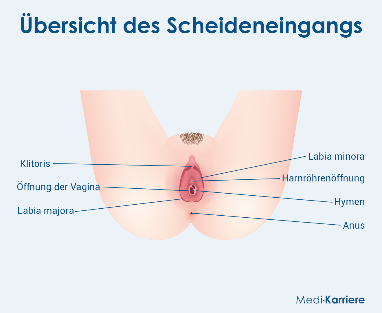 Scheideneingang Grafik