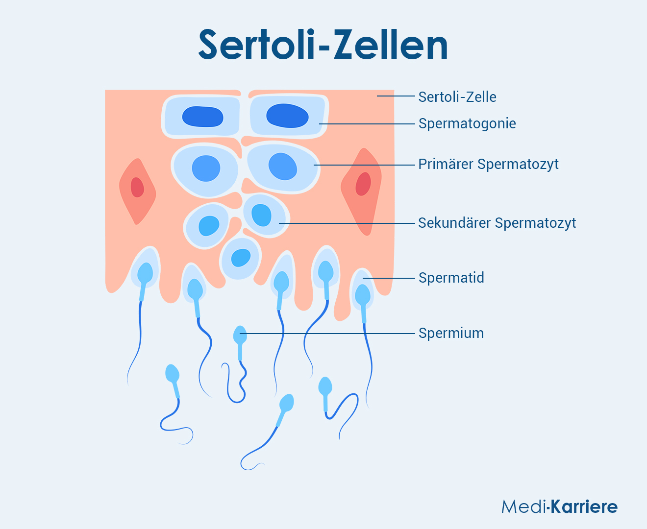 Sertoli Zellen Grafik