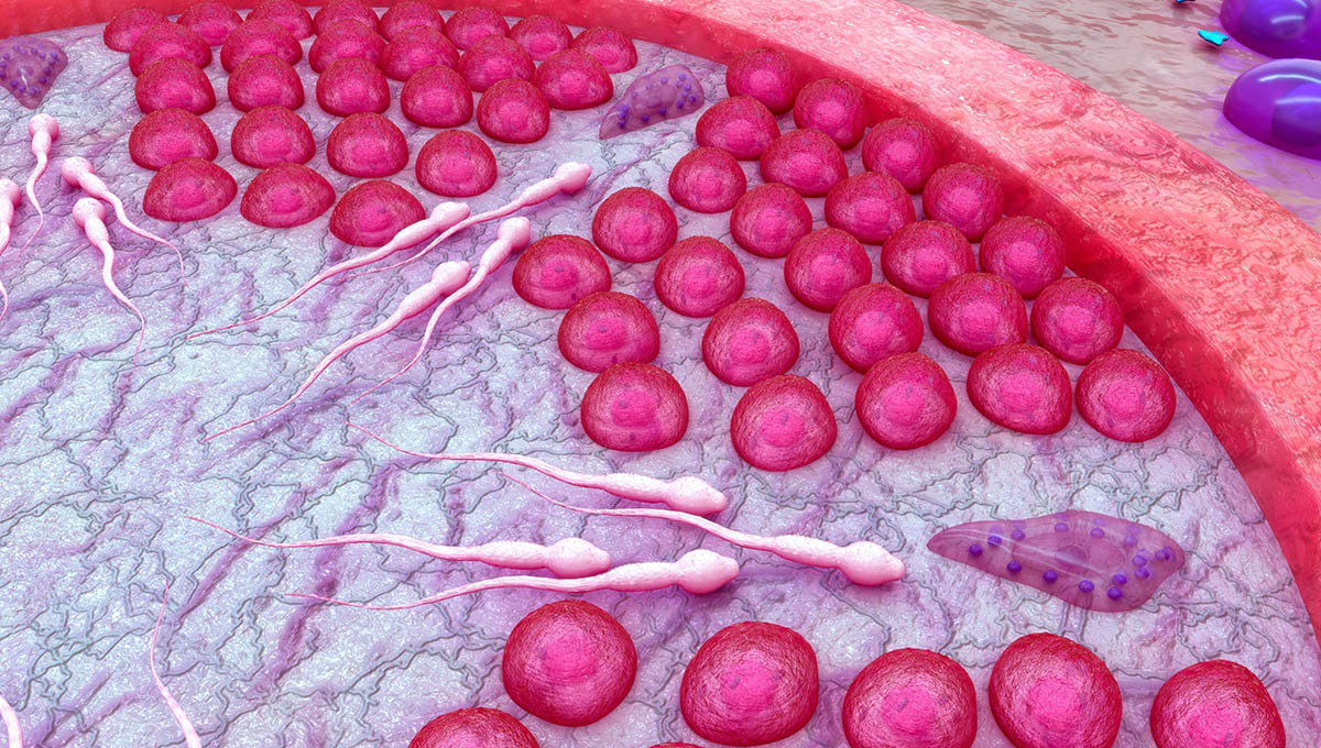 Leydig,Cells,Closeup,View,3d,Illustration