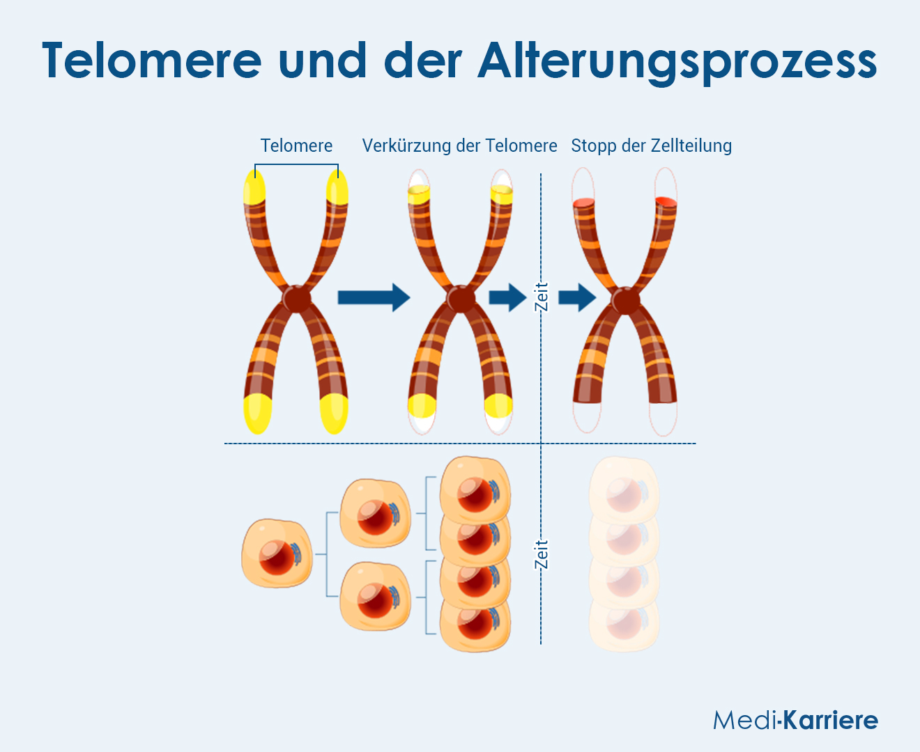 Telomer Grafik