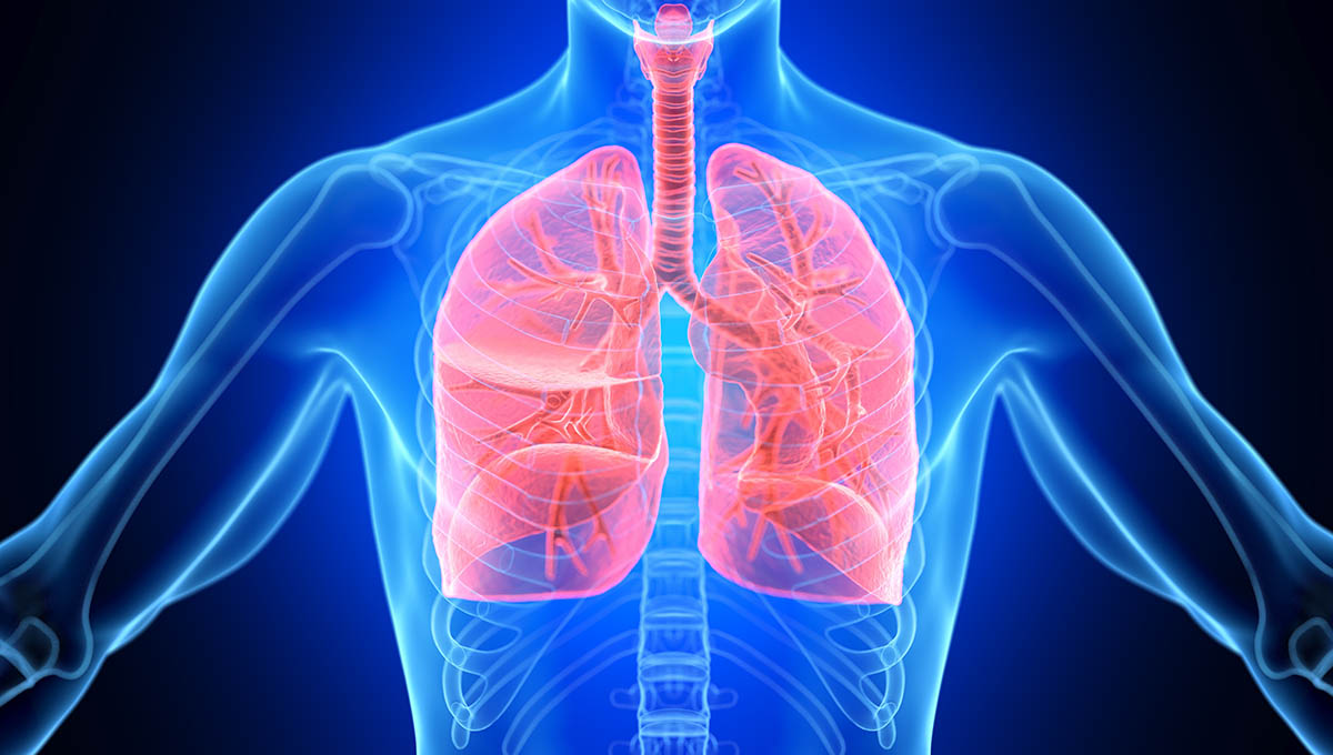 3d,Rendered,Illustration,Of,Male,Anatomy, ,Respiratory,Tract.,Plain