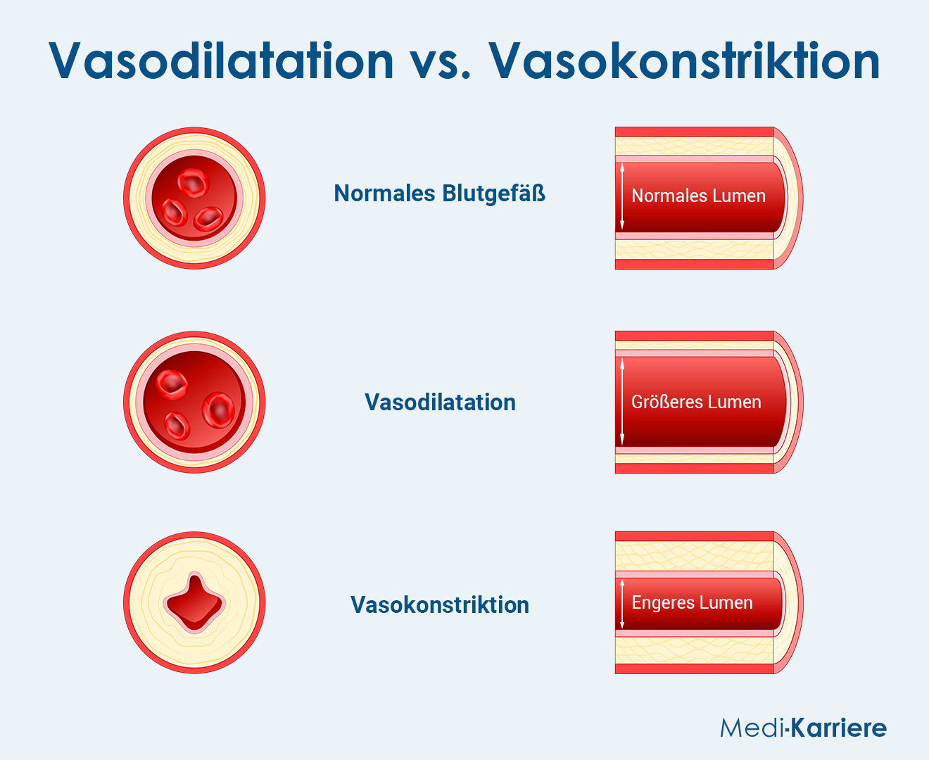 Vasodilatation Grafik