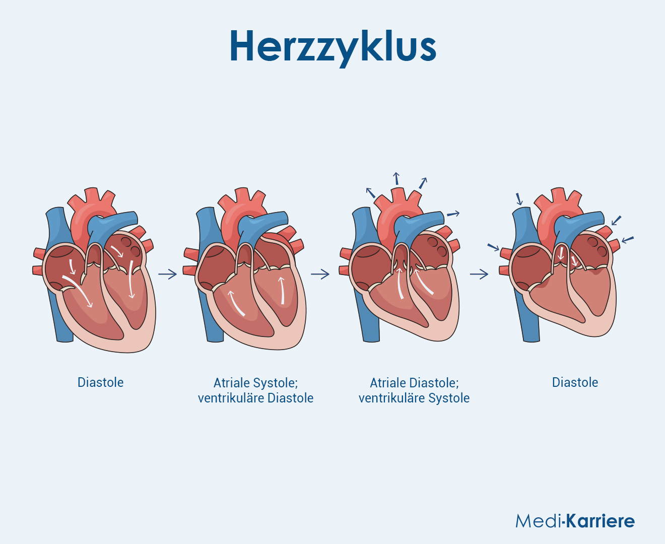 Ventilebenenmechanismus: Physiologie und Funktion