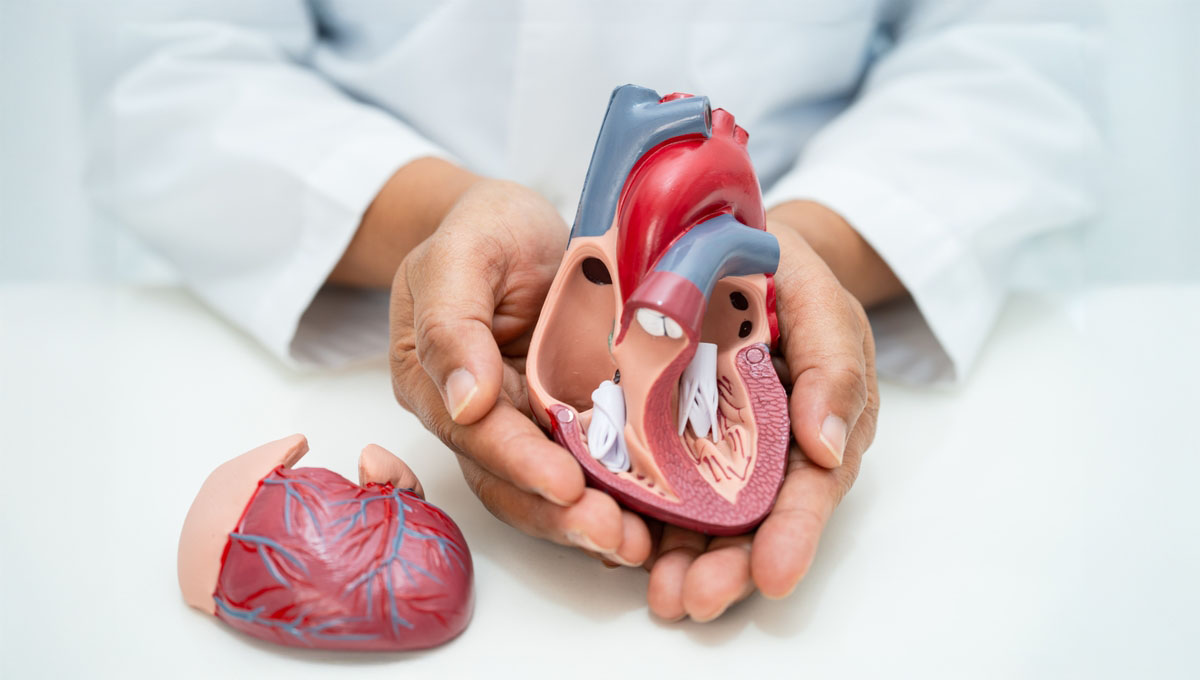 Cardiovascular,Disease,Cvd,,Asian,Doctor,Holding,Human,Anatomy,Model,For