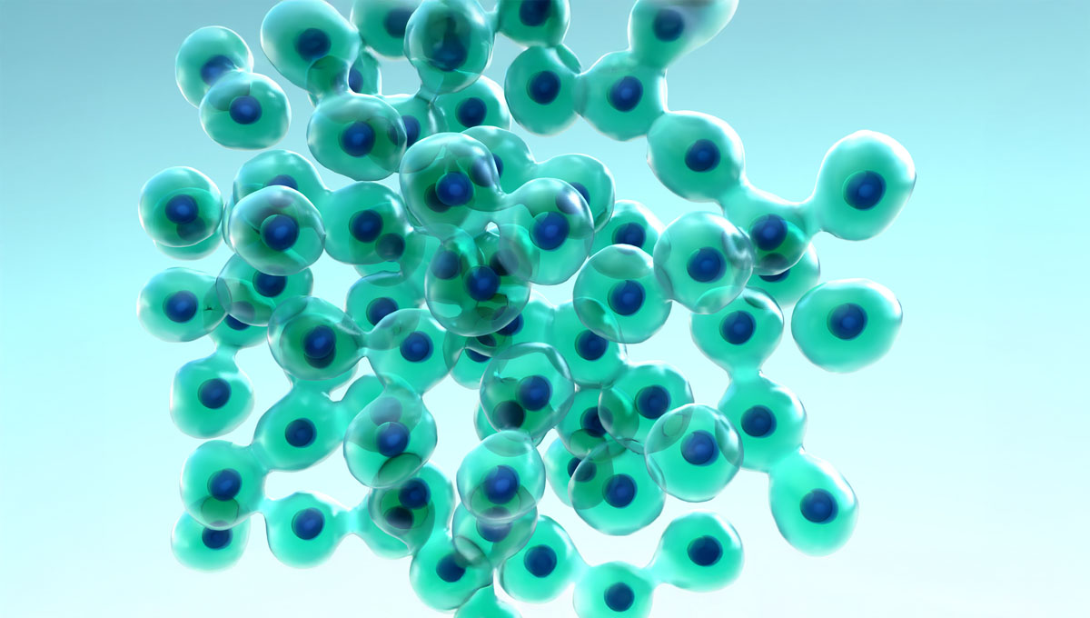 Cell,Division,And,Growth,,Process,By,Which,A,Parent,Cell