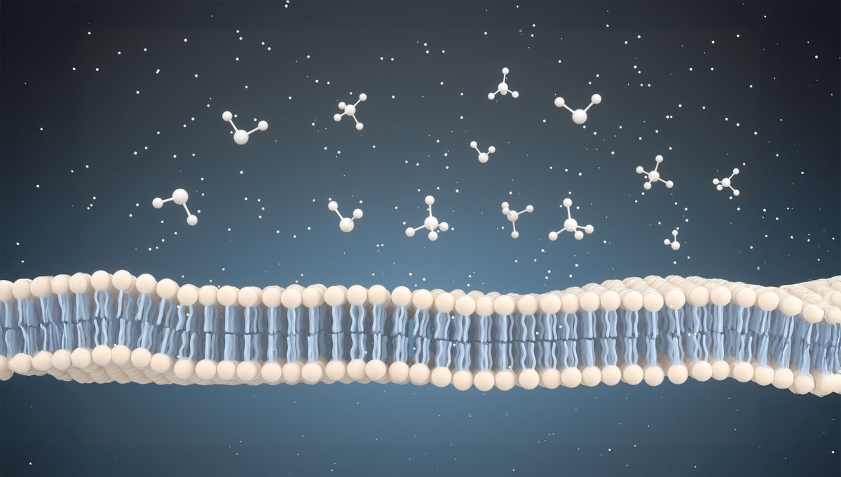 Cell,Membrane,And,Molecules,,3d,Rendering.,Computer,Digital,Drawing.