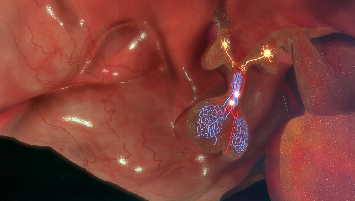 Hypothalamus,Releasing,Gnrh