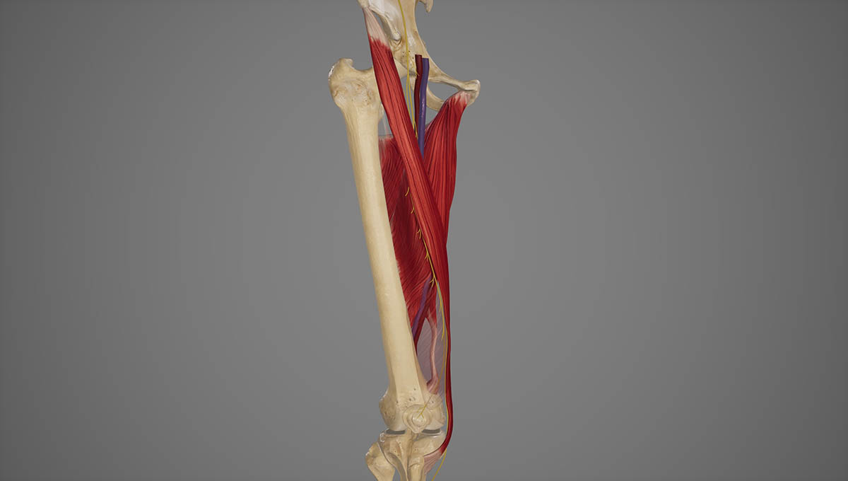Anatomical,Illustration,Of,Adductor,Canal.3d,Rendering