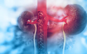 Human,Kidney,On,Scientific,Background.3d,Illustration