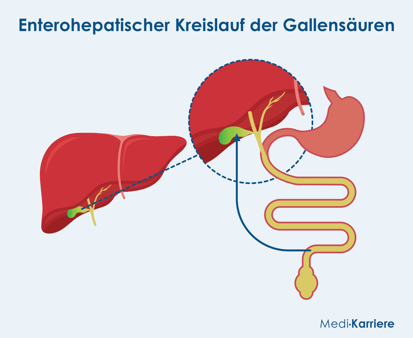 Enterohepatischer Kreislauf 1 Grafik
