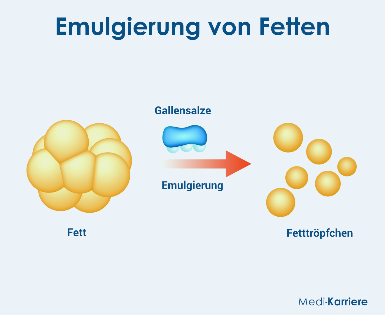 Enterohepatischer Kreislauf 2 Grafik