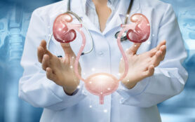 The,Doctor,Shows,The,Urinary,System,On,Blurred,Background.