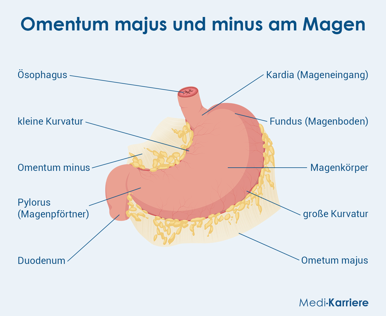Ligamentum Hepatoduodenale Grafik 2