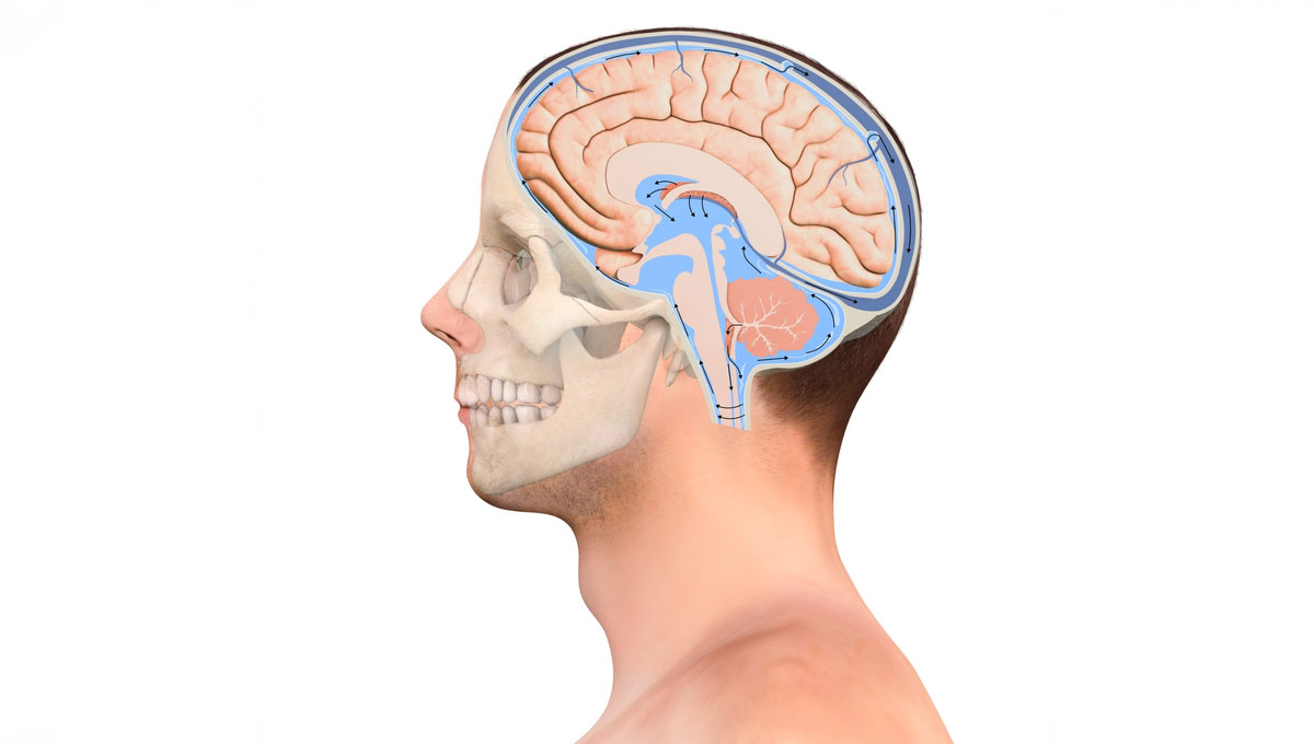 Diagram,Illustrating,Cerebrospinal,Fluid,Csf,In,The,Brain,Central,Nervous