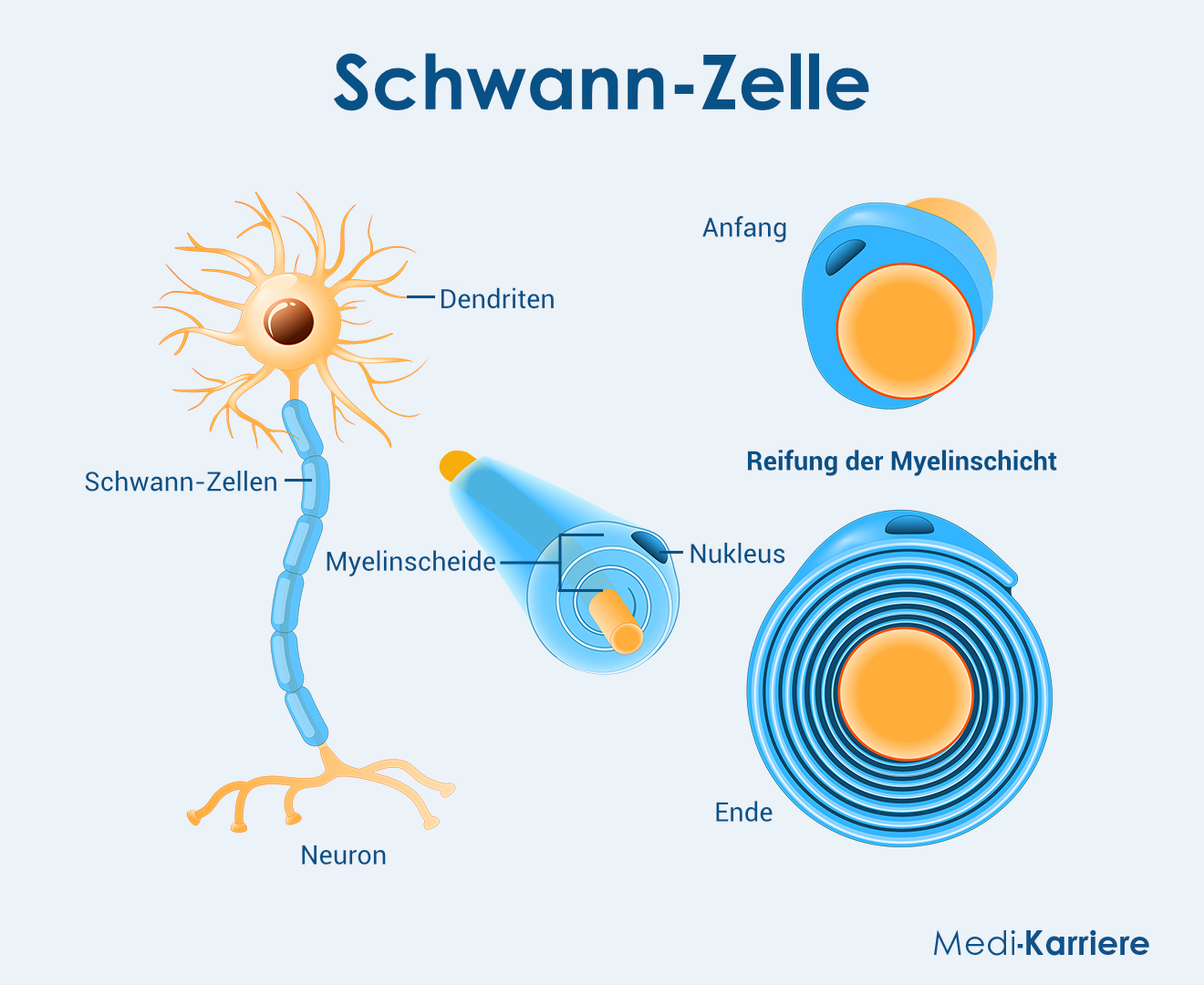Myelinschicht Grafik