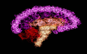 Human,Brain,Illustrated,With,Interconnected,Small,Nerves