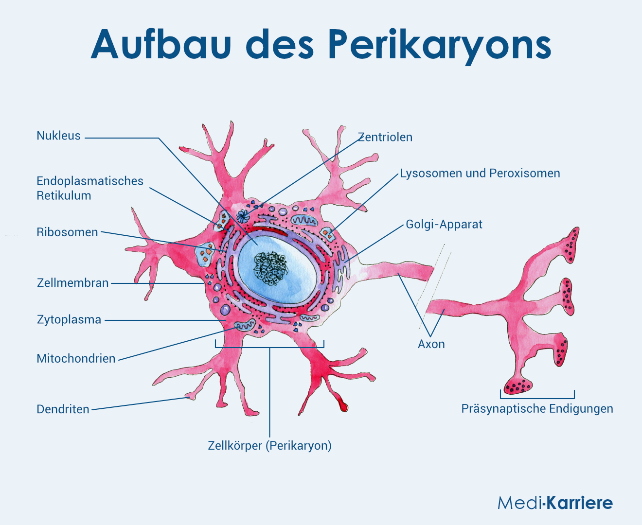 Perikaryon Grafik