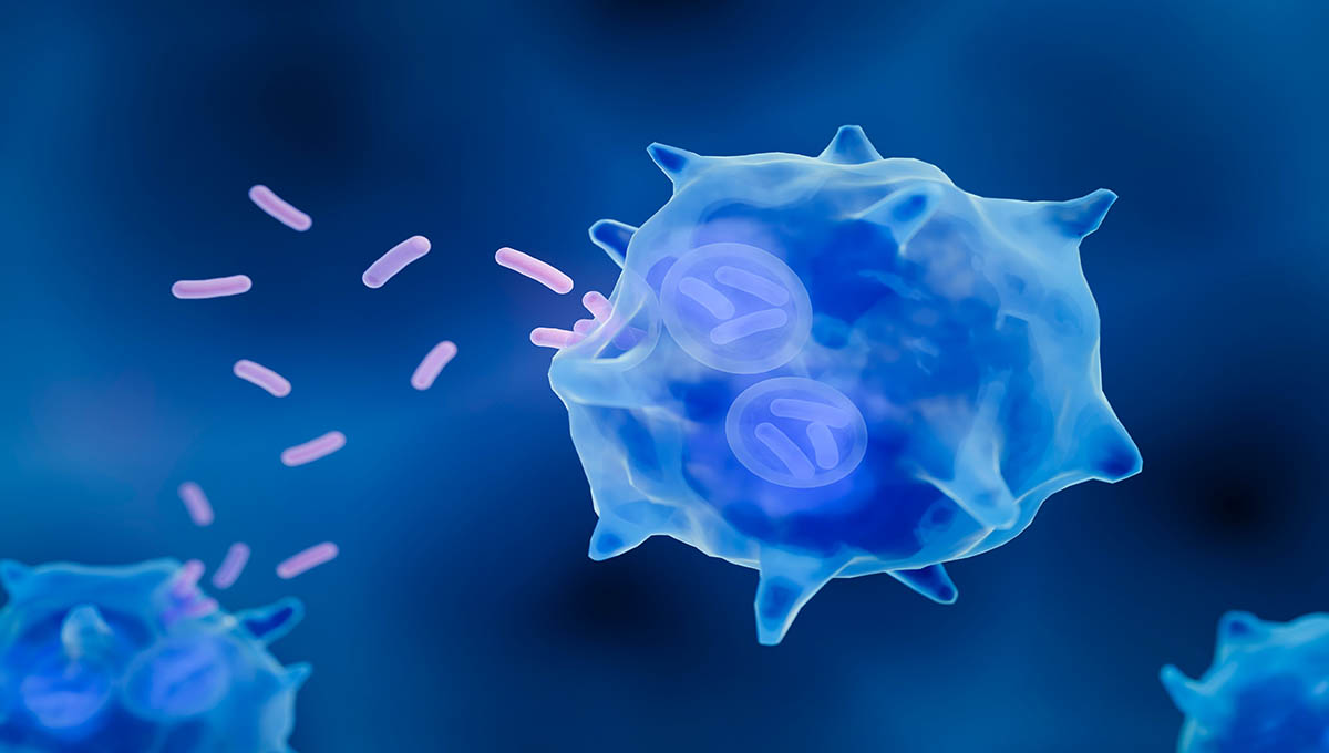 Macrophage,,Phagocytosis,Concept,3d,Illustration