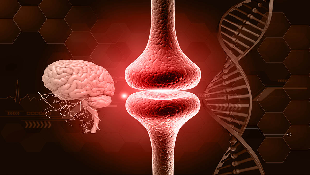 Human,Brain,Anatomy,With,Neurons,,Brain,Cells,,Neural,Network,Synaptic