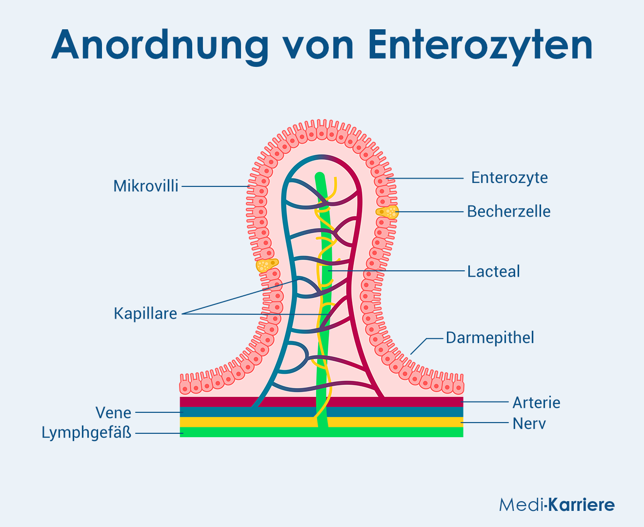 Enterozyten Grafik
