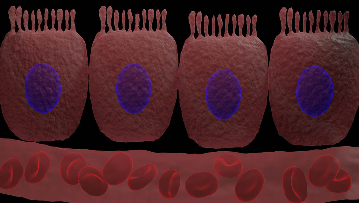 Enterocytes,Columnar,Epithelial,Cells,In,3d,Illustration