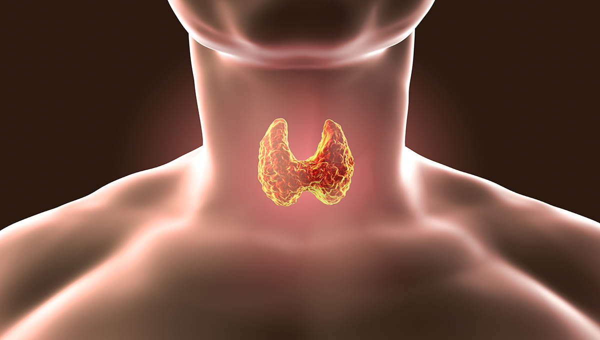 Thyroid,Gland,Inside,Human,Body.,3d,Illustration