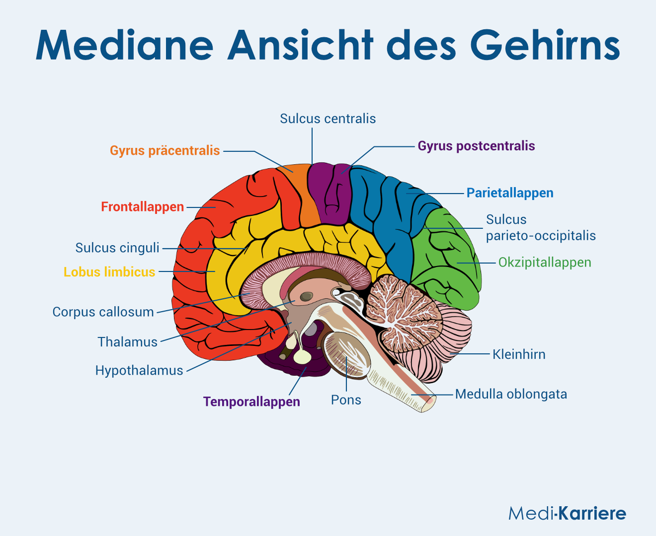 Sulcus Centralis Grafik