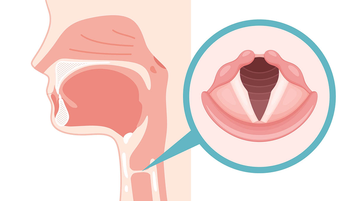 Realistic,Illustration,Of,The,Vocal,Cords, ,Position,In,Sagittal
