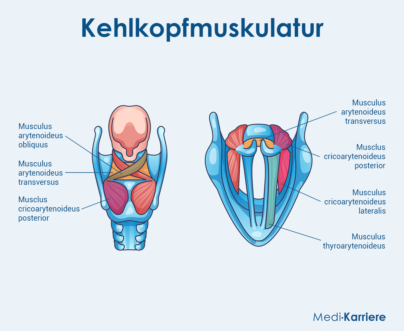 Kehlkopfmuskulatur Grafik